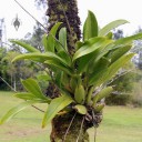 Orchid mounted on tree trunk