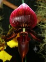Paphiopedilum flower