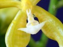 Close up of flower lip of Phalaenopsis mannii var. aurea 