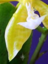 White color bands on petal and flower lip of Phalaenopsis mannii var. aurea 
