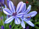 Agapanthus flowers