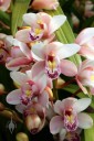 Cymbidium flowers