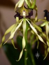 Black Orchid, the national flower of Belize