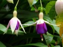 Fuchsia flowers