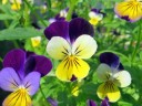 Violas in bloom