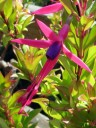 Mini Fuchsia flower