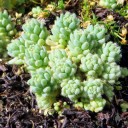 Close up of miniature succulent