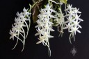 Mystacidium flowers