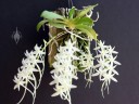 Mystacidium plant and flowers on mount
