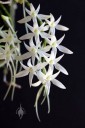 Mystacidium flowers