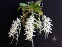 Mystacidium flowers and plant