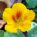 Nasturtium flower