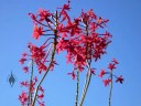 Epidendrums in bloom, outdoors in San Francisco