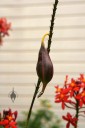 Epidendrum seed pod