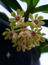 Gastrochilus flower cluster