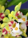 Gastrochilus flowers