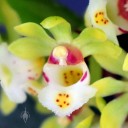 Gastrochilus flower close up