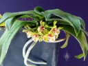 Gastrochilus flowers, leaves, and roots