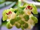 Gastrochilus flowers and buds