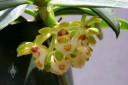 Gastrochilus flowers hanging below plant