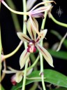 Cymbidium flower
