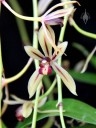 Cymbidium flower