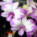 Dendrobium hybrid