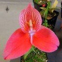 Disa flower