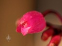 Domingoa flower close up