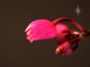 Domingoa flower close up