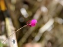 Domingoa flower and buds