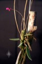 Domingoa flower on long stem