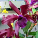 Laelia hybrid