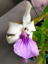 Miltonia flower