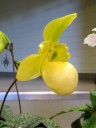 Lady Slipper hybrid