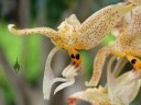 Stanhopea flower