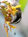 Bananaquit at California Academy of Sciences