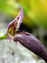 Bulbophyllum flower close up