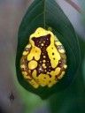 Yellow frog at California Academy of Sciences