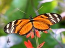 Tropical butterfly at California Academy of Sciences