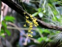 Oncidium at California Academy of Sciences