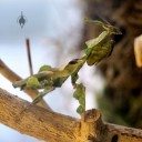 Praying Mantis disguised as a leaf at California Academy of Sciences