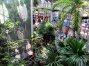 Inside the Rainforest exhibit at California Academy of Sciences