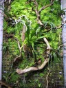 Vertical plant display at California Academy of Sciences