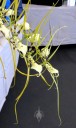Brassia hybrid