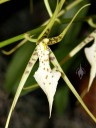 Brassia species close up