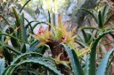 Aloe species grown outdoors in San Francisco