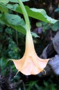 Brugmansia hybrid, fragrant trumpet flower grown outdoors in San Francisco