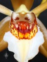 Close up of Coelogyne species at Pacific Orchid Expo 2013 