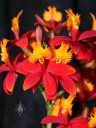 Epidendrum hybrid at Pacific Orchid Expo 2013 